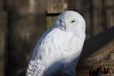 World Bird Sanctuary