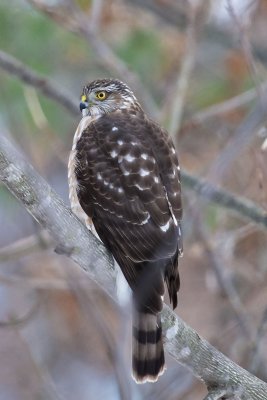 Broad-winged Hawk