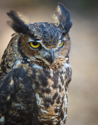 Great Horned Owl