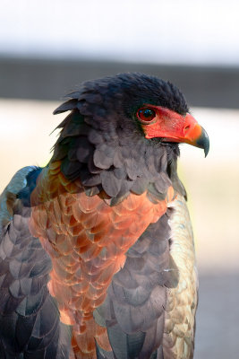 Bateleur Eagle