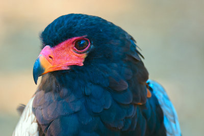 Bateleur Eagle