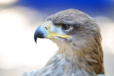 Tawny Eagle