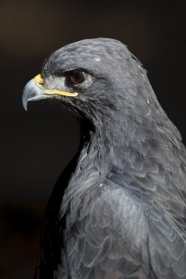 Augur Buzzard
