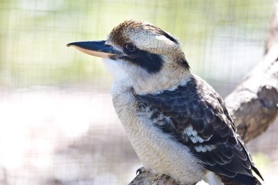 Laughing Kookaburra