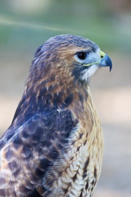 Red-Tailed Hawk