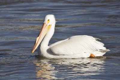 American White Pelican