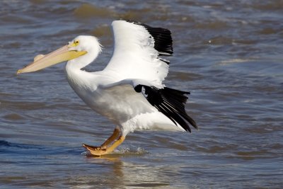 American White Pelican
