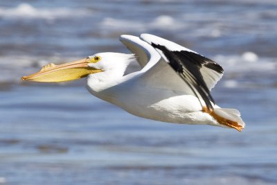 American White Pelican