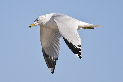 Ring-billed Gull