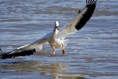 American White Pelican