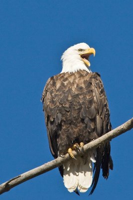 Bald Eagle