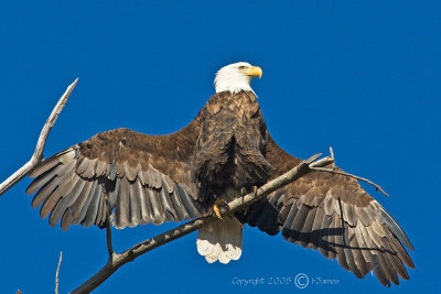 Bald Eagle