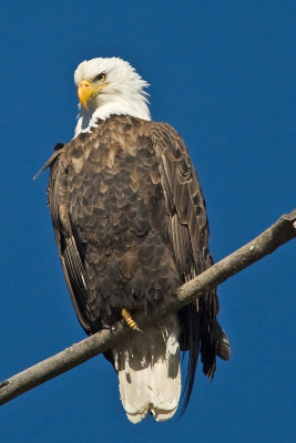 Bald Eagle