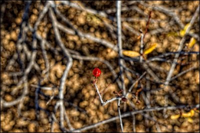 _MG_1615.jpg