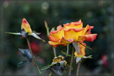 a visit to the rose garden (a mystery)