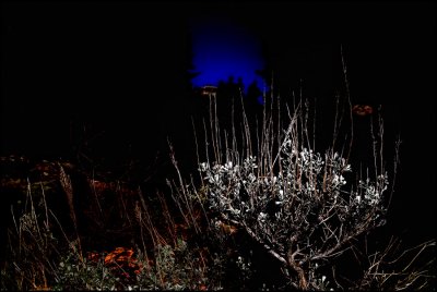 sagebrush menorah