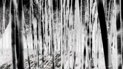 a walk in the ghost forest