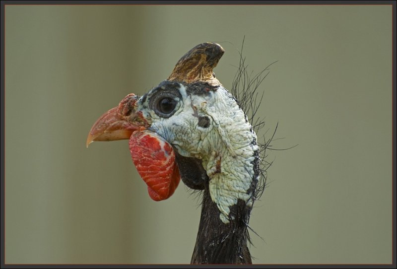 Some bird am I, am I not ?