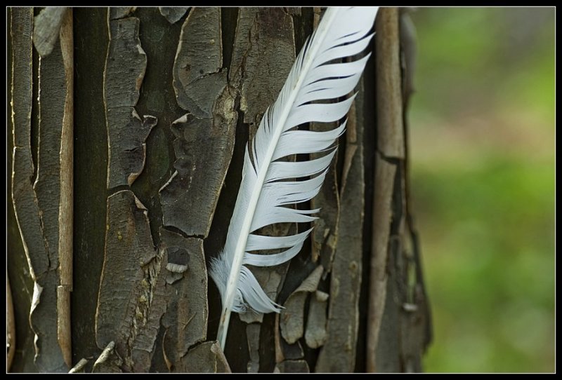 The chief  tree