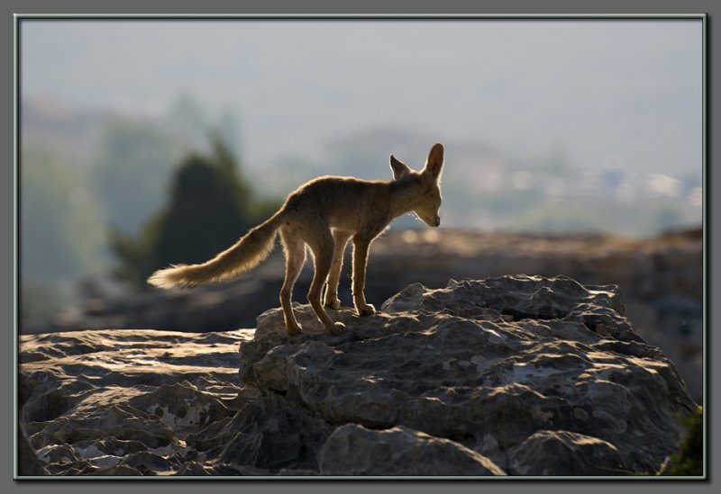 Mr. Lonely... the fox