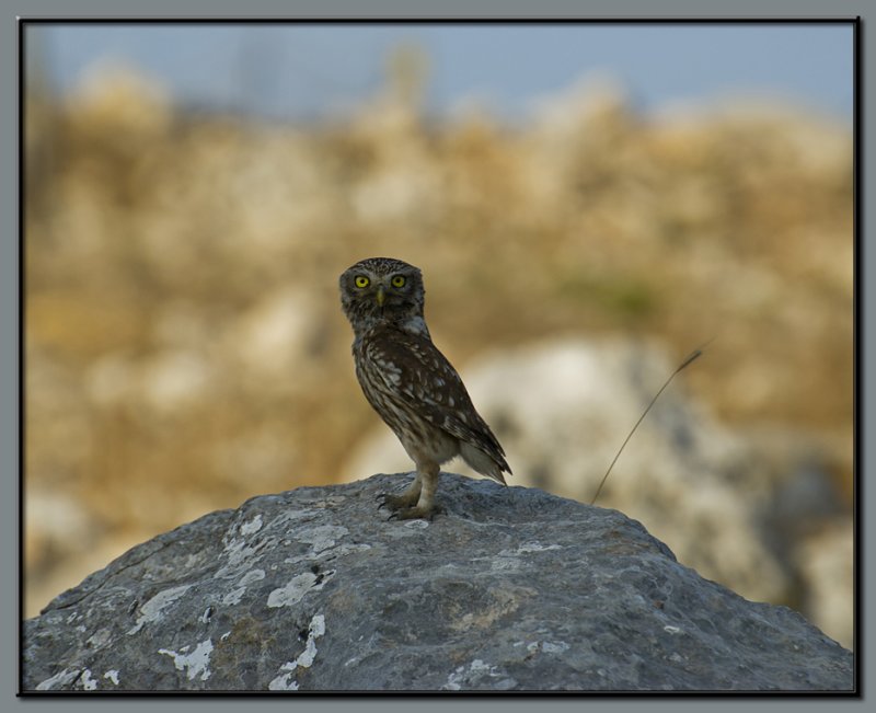 Little Owl