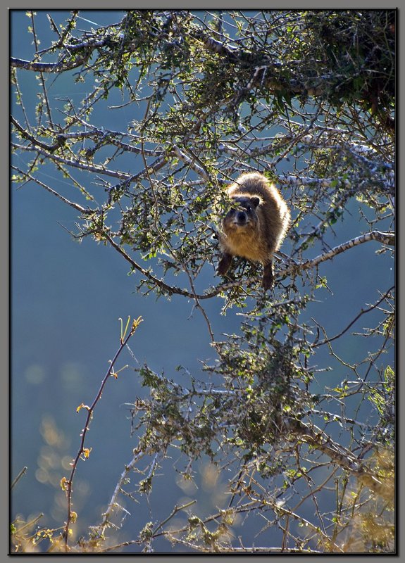 Hyrax