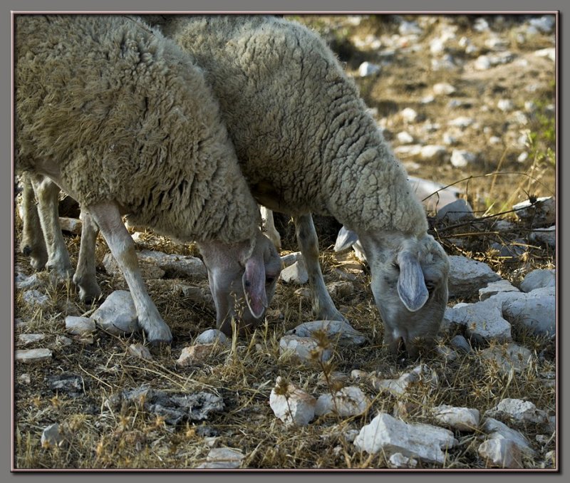 Sheep