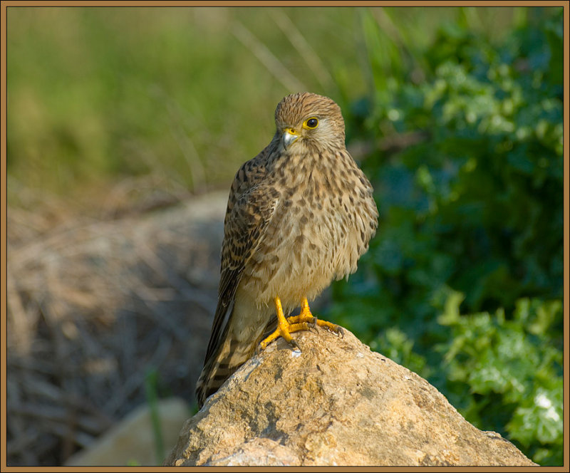 Kestrel -  