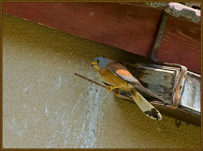 The Red Kestrel (Falco naumanni)