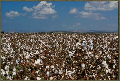 Cotton fields below, cotton sky above...