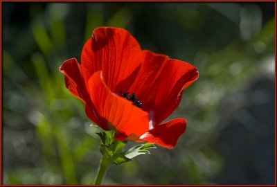 First poppy image of 2009