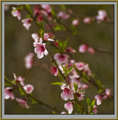 Peach Blossom - Buds and Flowers