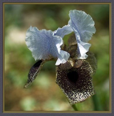 The Iris of Nazareth (Iris Bismarckiana)  II