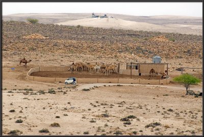 A camel parking lot