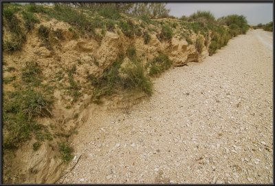 Desert shrubs