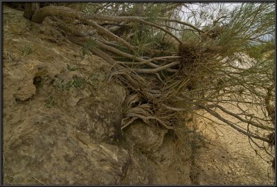 Desert shrubs