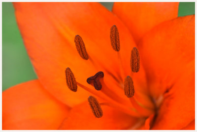 Flowers & Foliage