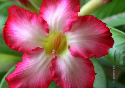 Adenium1.jpg