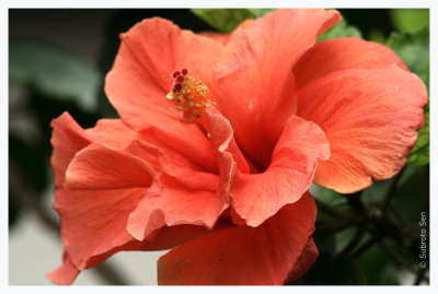 Common_Hibiscus.jpg