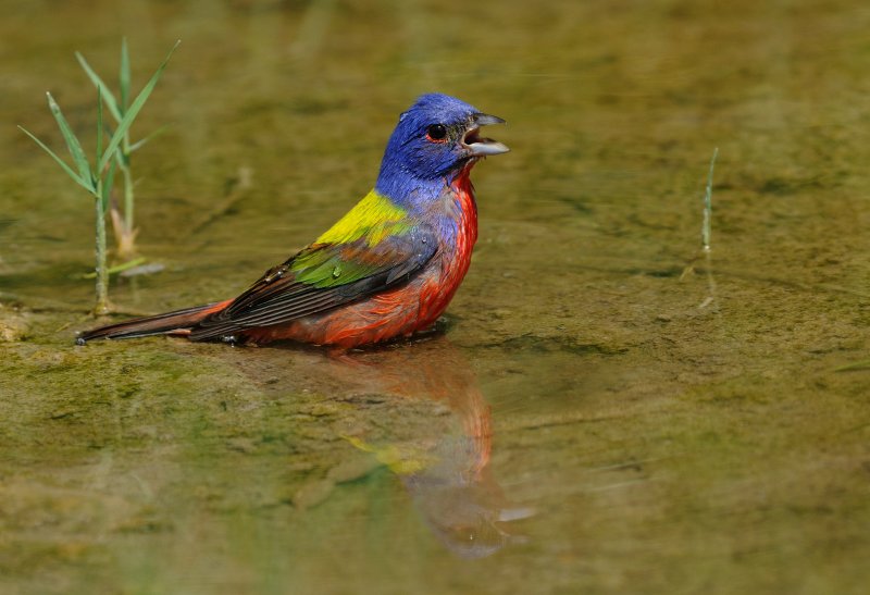 Painted Bunting 3