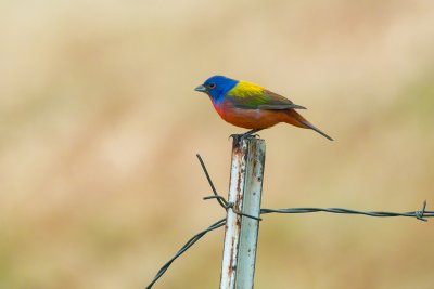 Painted Bunting