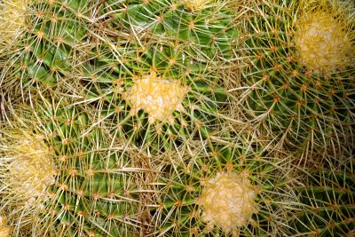 Cactus Web