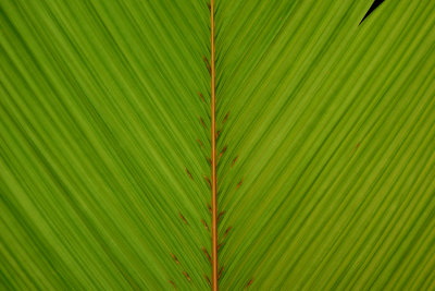 Tropical Leaf