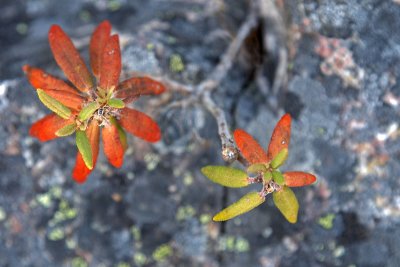 Flowers From Wild Areas