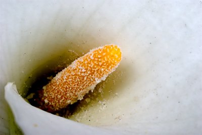 flower-001.jpg