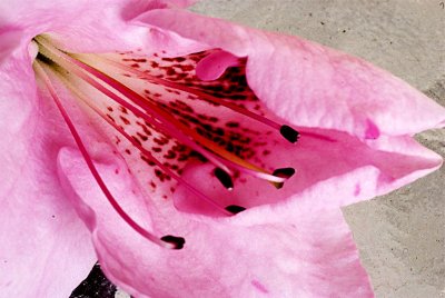flower-002.jpg