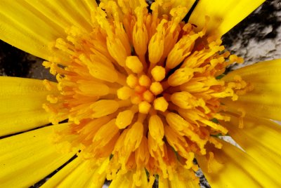 flower-003.jpg