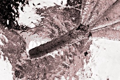 leaf-001.jpg