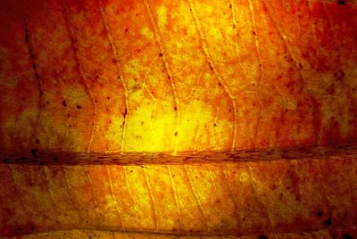 leaf-002.jpg