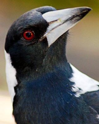 magpie-004.jpg